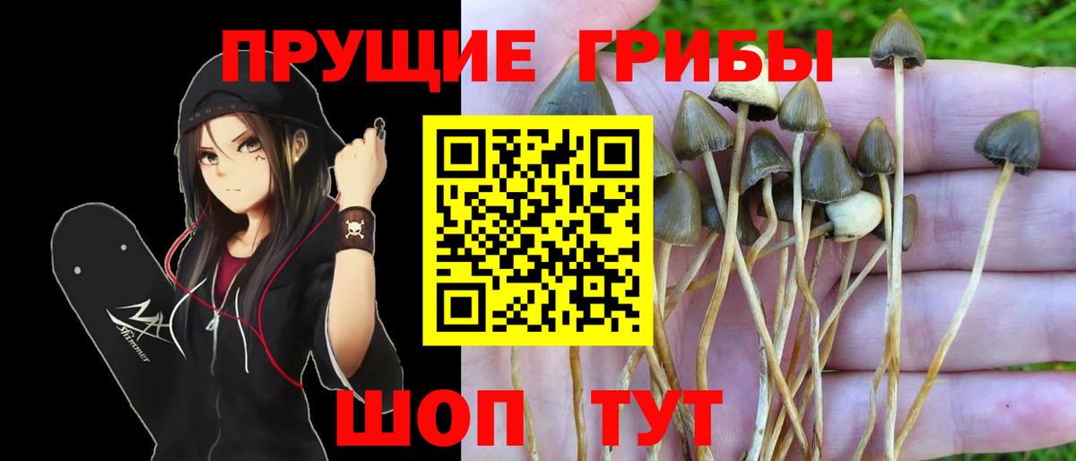 Галлюциногенные грибы MAGIC MUSHROOMS Великий Новгород